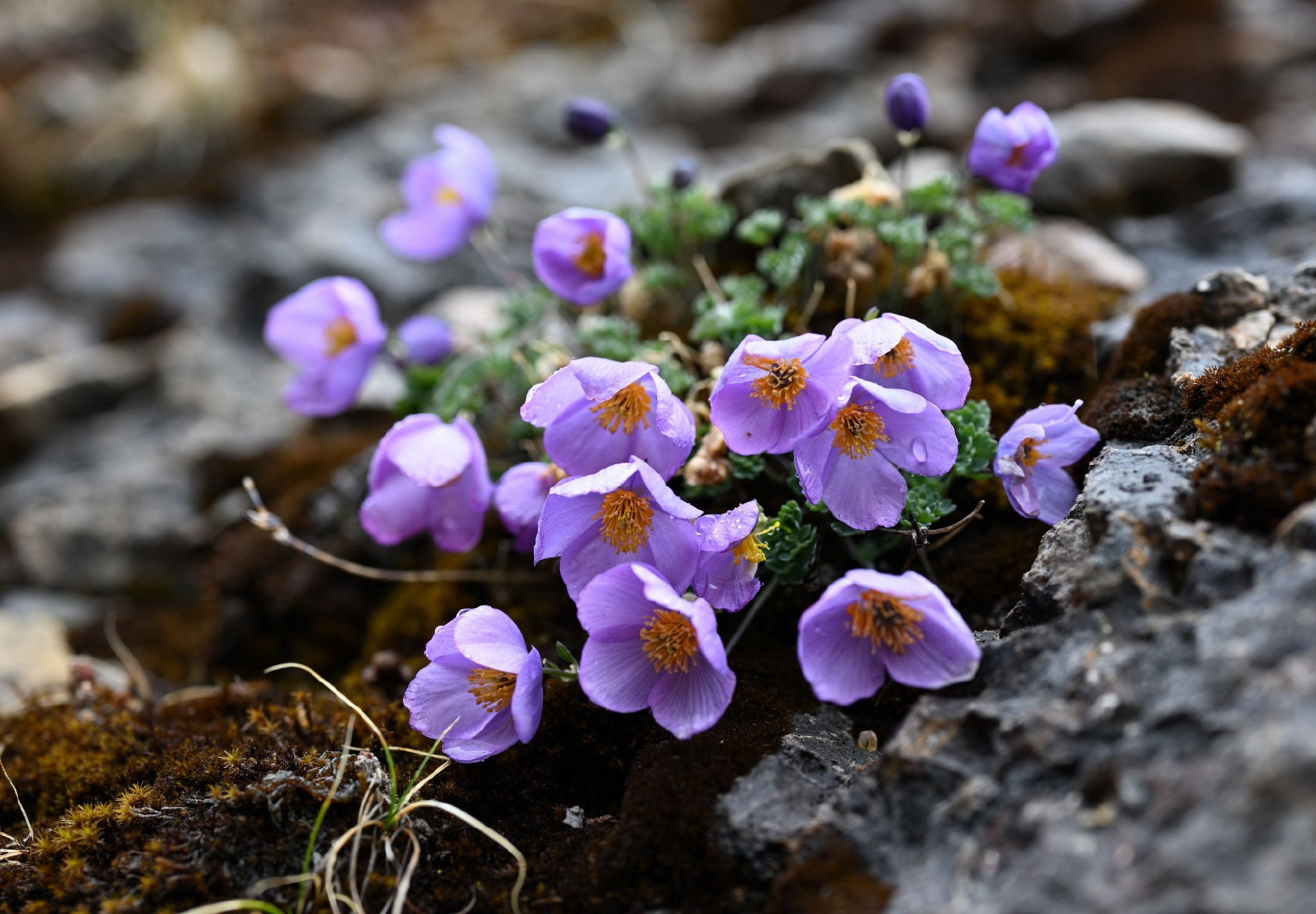 拟耧斗菜 paraquilegia microphylla 毛茛科 拟耧斗菜属,盛开在大山