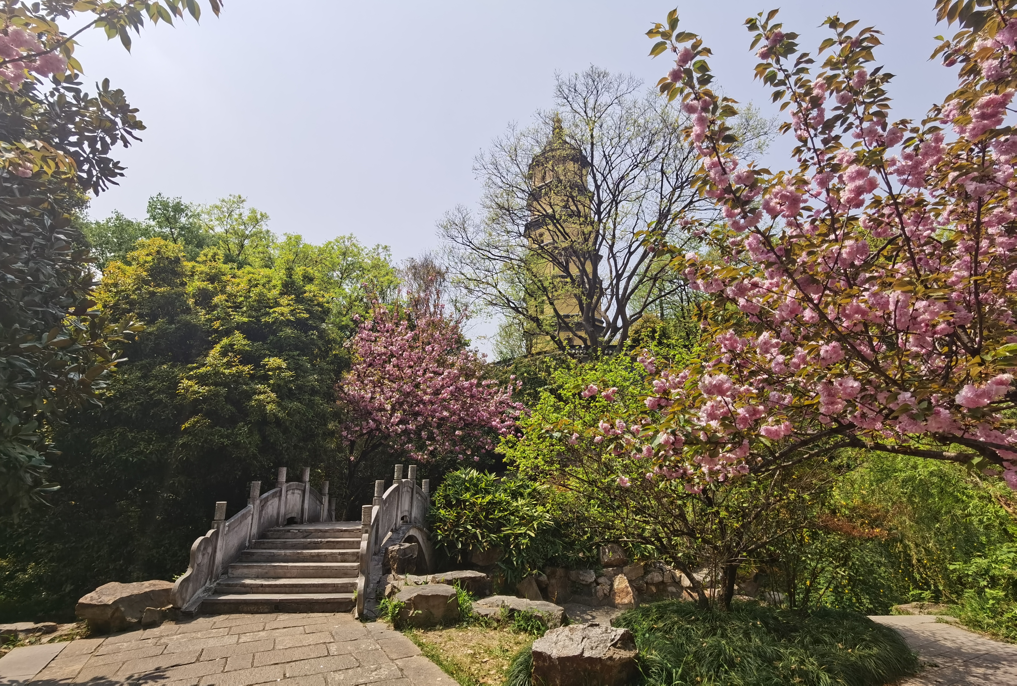 江蘇鎮江寶塔山公園有株綠色櫻花