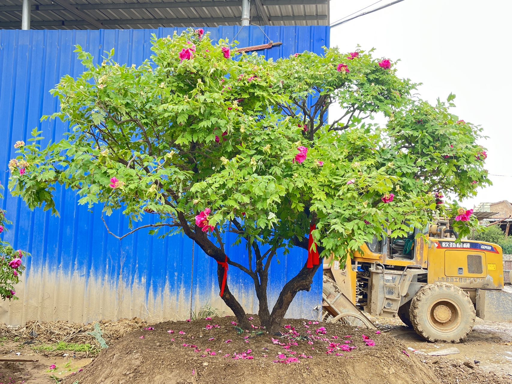 甘肃百年紫斑牡丹