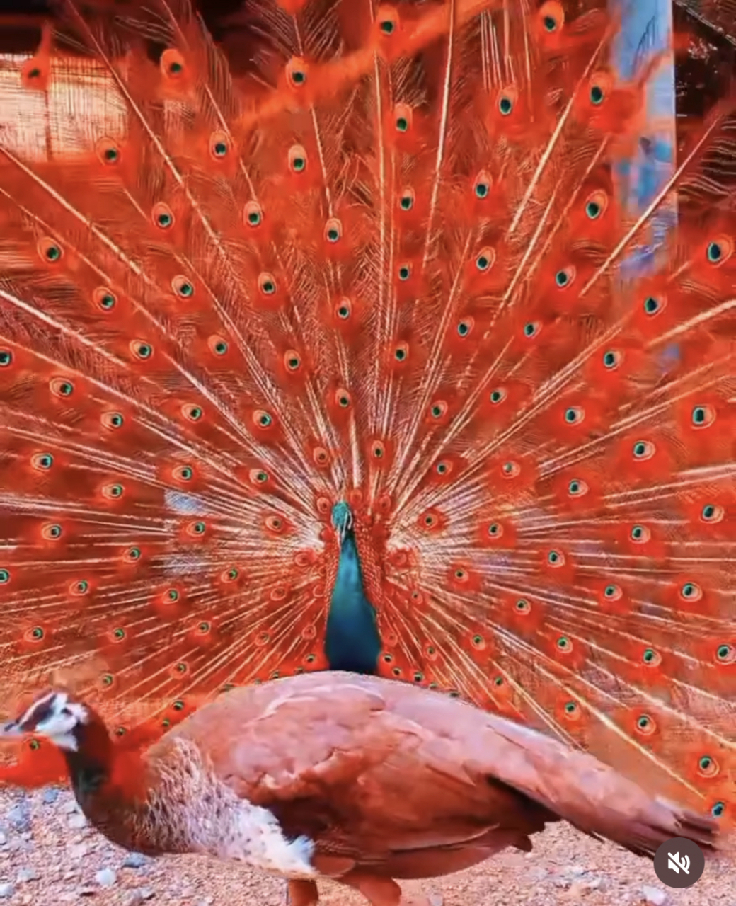 好漂亮的孔雀啊,第一次见到红色的.