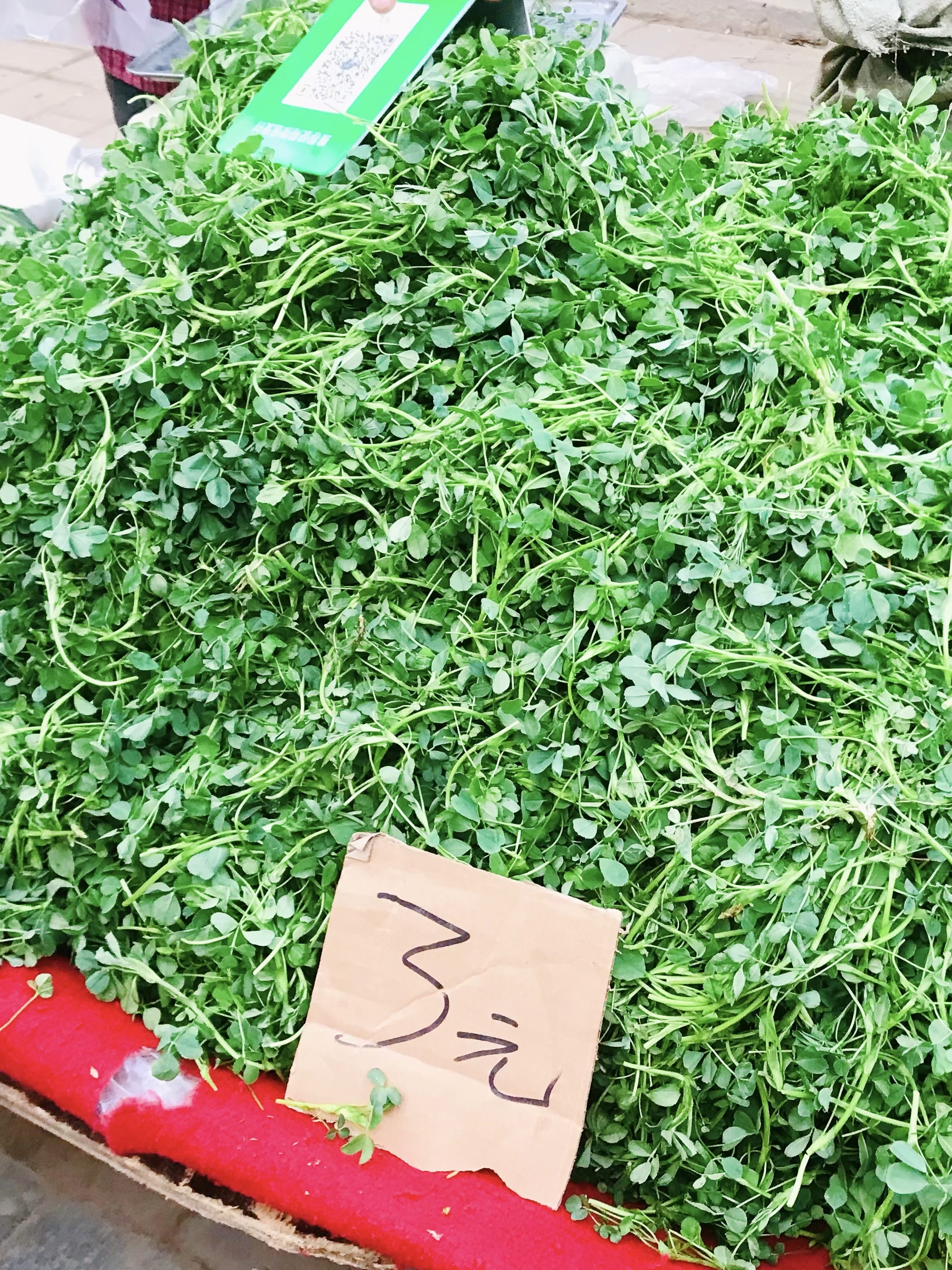 没想到今春的苜蓿这么便宜买了1斤花了3块钱能吃好几顿 用了1块钱的