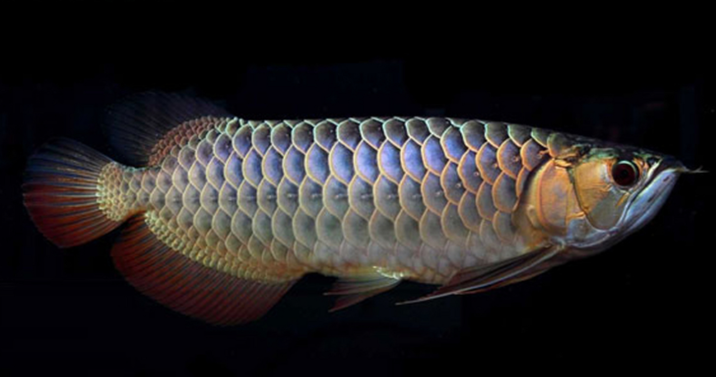 金龙鱼:又叫美丽硬仆骨舌鱼:又名亚洲龙鱼,金龙鱼.