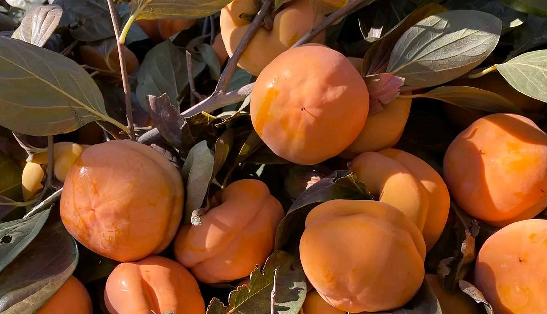 天津市蓟县盘山磨盘柿子已经熟了!