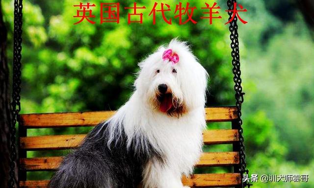 牧羊犬