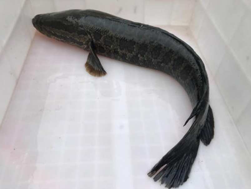 青岛:这样的无良商家销售的黑鱼你敢吃吗?且当事人失联!