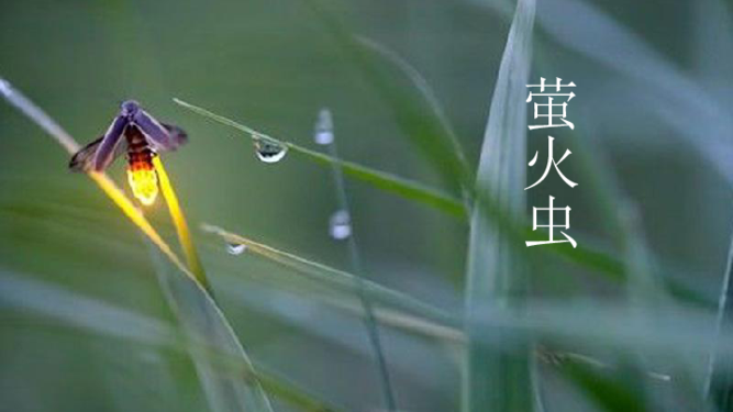 我是一只萤火虫●作词:孙书林(黑龙江)