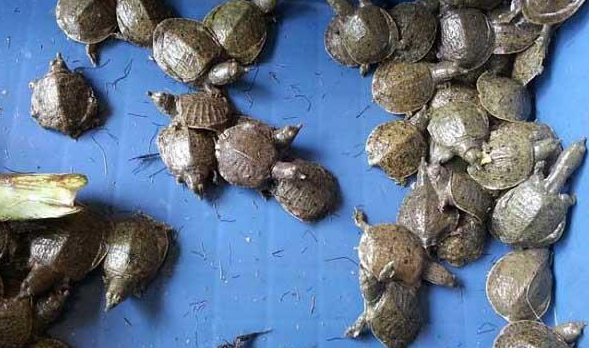 小甲鱼养护指南:关爱特别小的甲鱼,关注它们的健康成长!