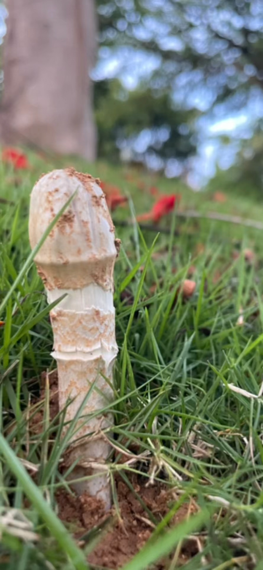 棒子菌你见过吗?也叫谷堆鸡枞,今天带你们出去看看.