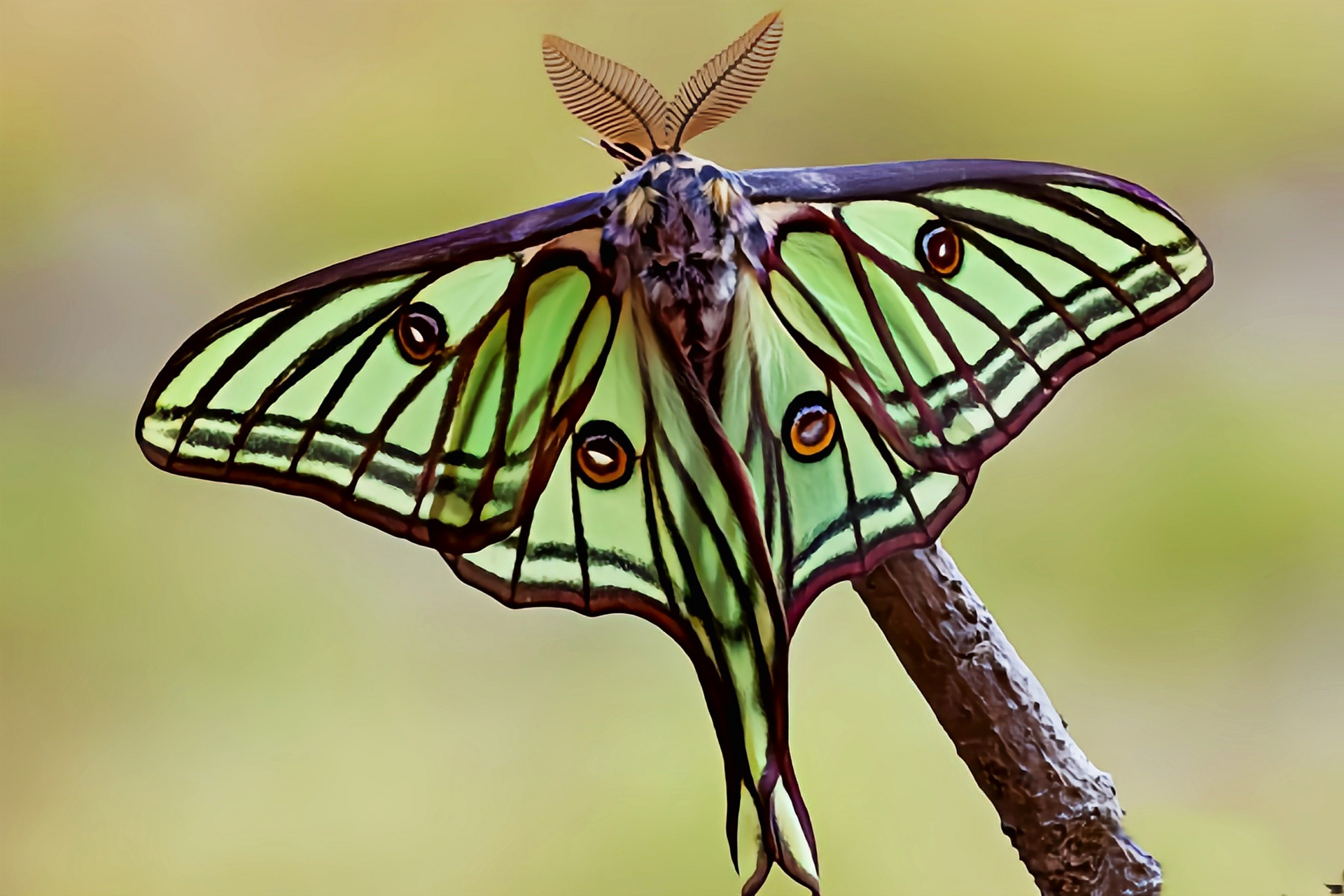 每天认识一种昆虫——条纹长尾蛾 条纹长尾蛾是鳞翅目,大蚕蛾科昆虫