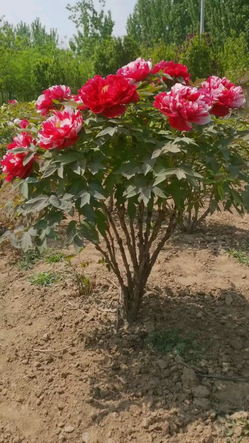 老桩牡丹:岛锦,一花双色,美丽动人-度小视