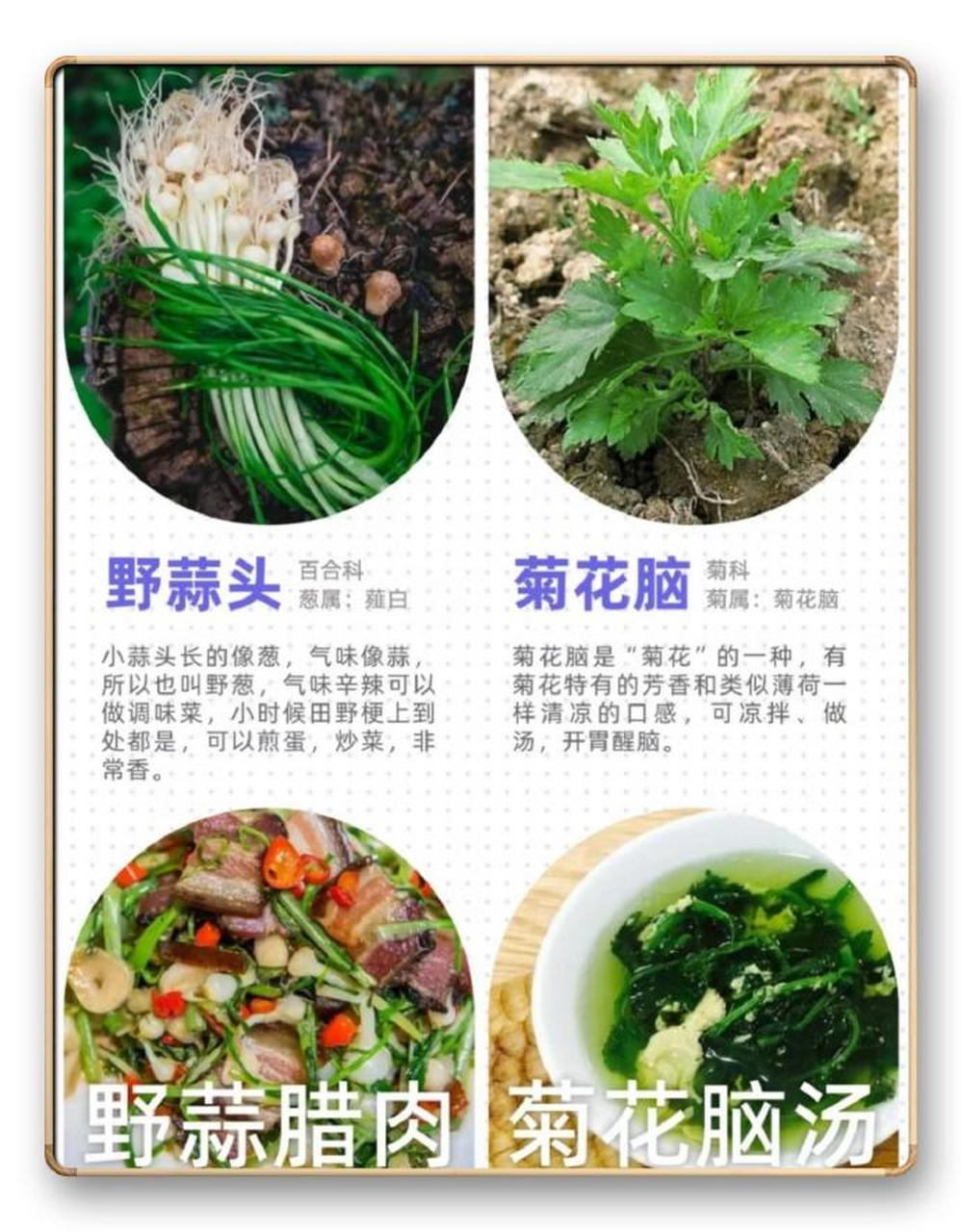 " 14款野菜图谱 … " 676767#30天创作挑战赛