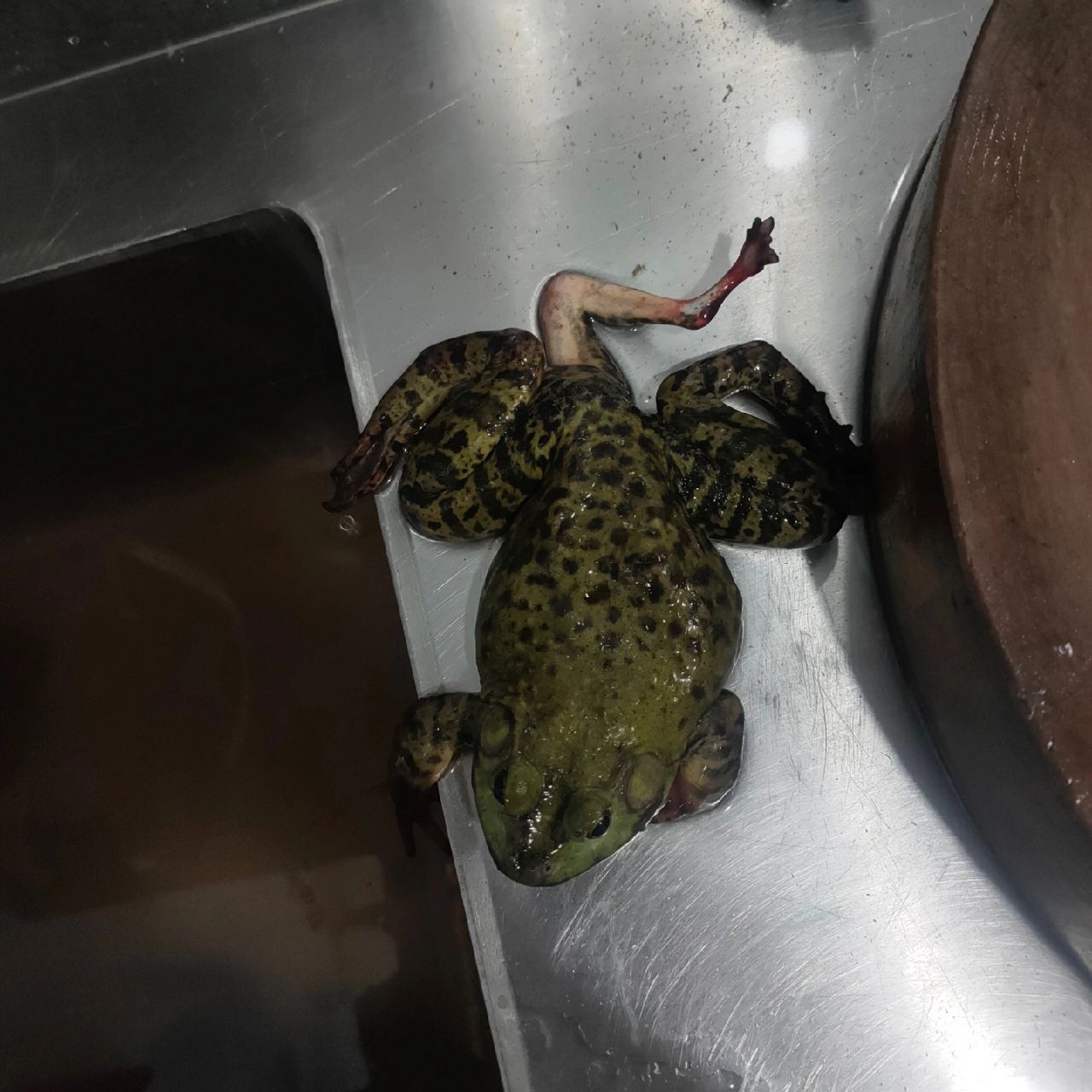 三条腿的青蛙很少见,感觉是变异的,最好别吃吧!