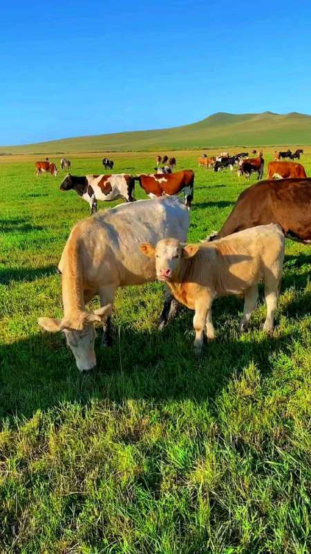 等疫情结束,来呼伦贝尔大草原吧! 看看风吹草地见牛羊-度小视
