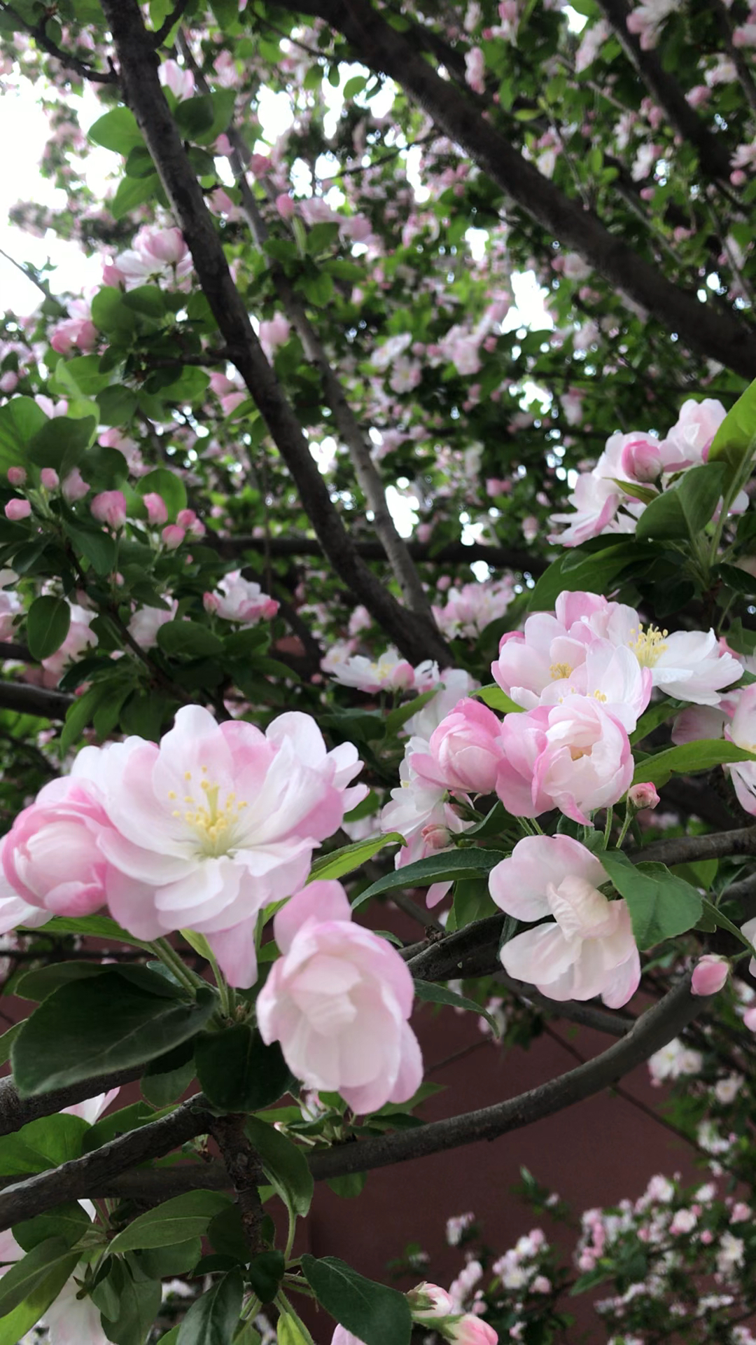 粉白色的海棠花也盛开了,花朵开满枝丫