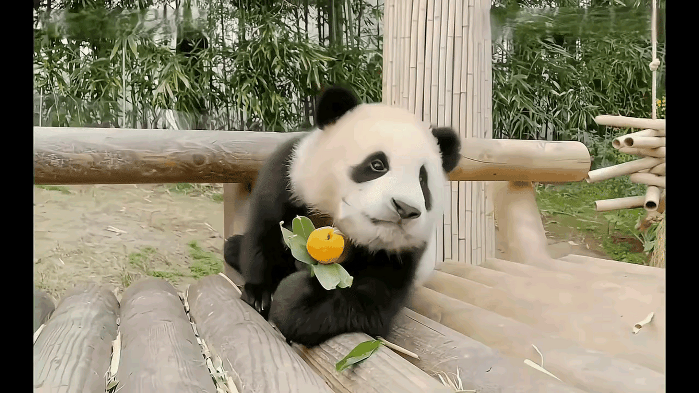 大熊猫# 小福宝的曾经,这些动图,有的很吸引人,怎么会有这么可爱的