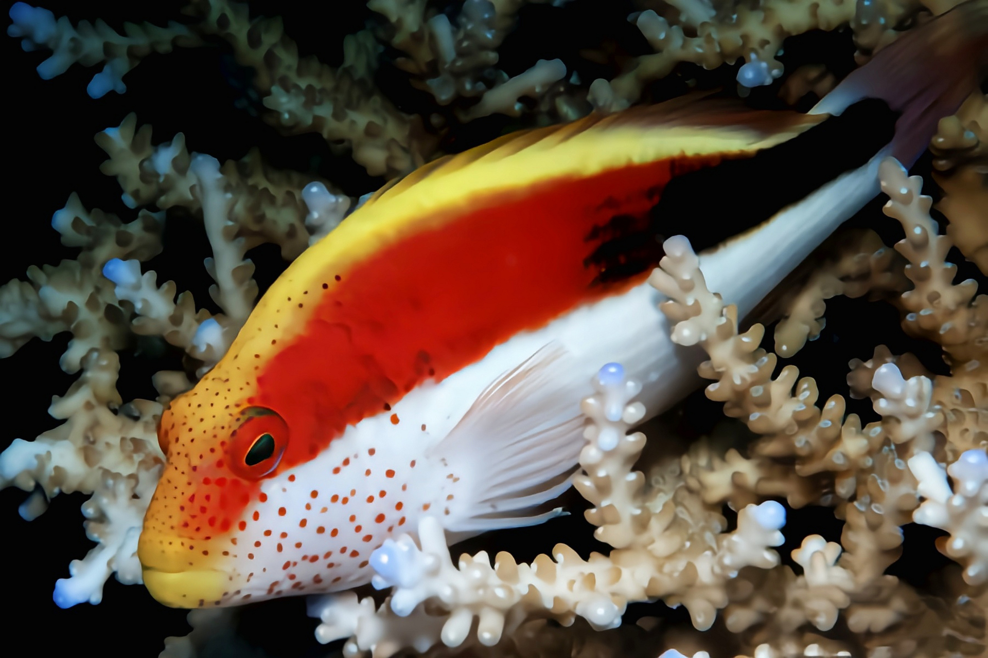 每天认识一种动物——斑点鹰鱼 斑点鹰鱼别名福氏鹰鱼,黑边鹰鱼,原产