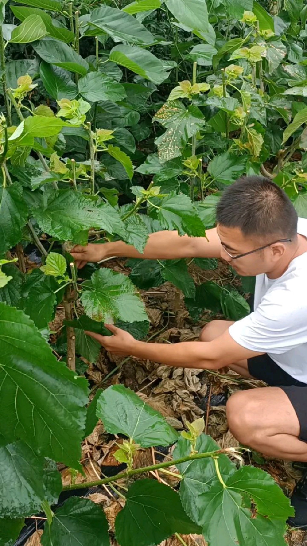 台湾长果桑苗,桑葚树苗,当年种植当年结果,产量高收益快