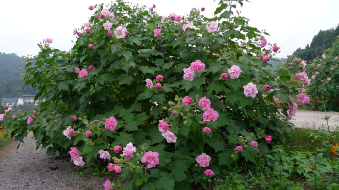 芙蓉花:"十月芙蓉正上妆"