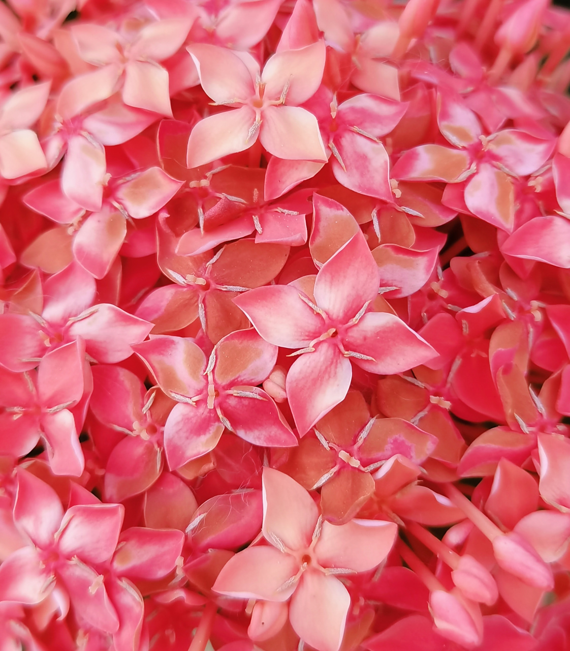 龙船花,为茜草科龙船花属植物(木本花卉).