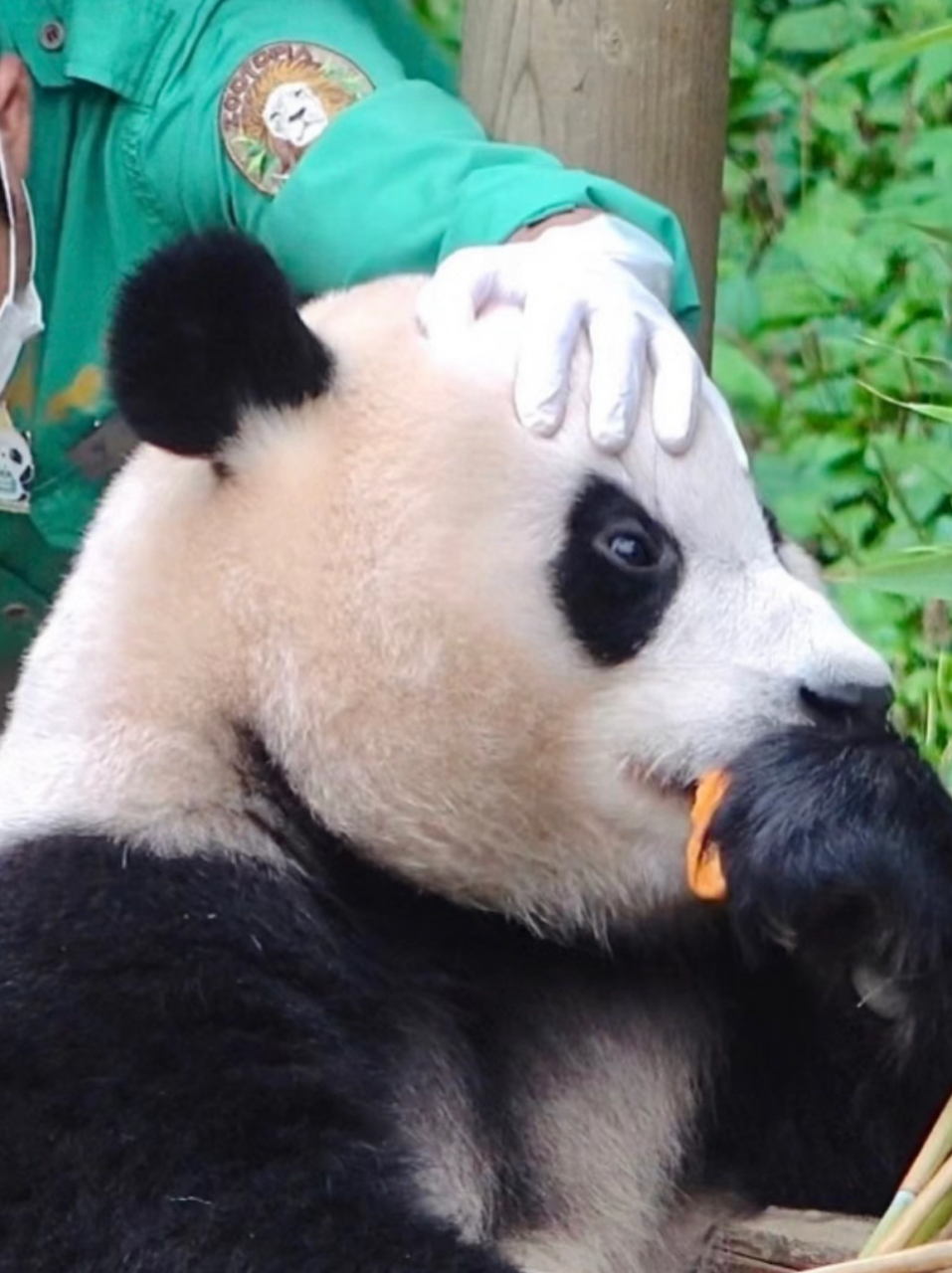 福宝:爷爷,我的头皮好紧,我真的不是很困,你不用特地扒拉我,哈哈哈哈