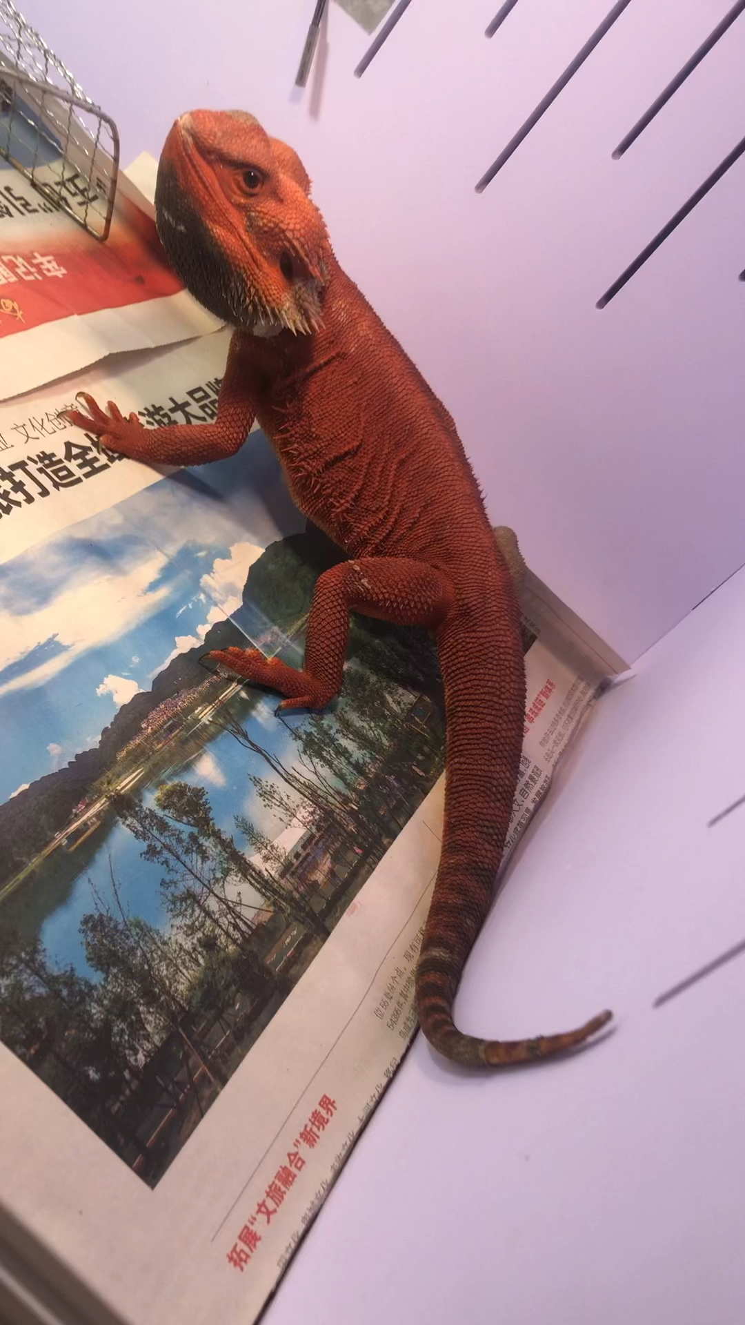 红系鬃狮蜥蜴公