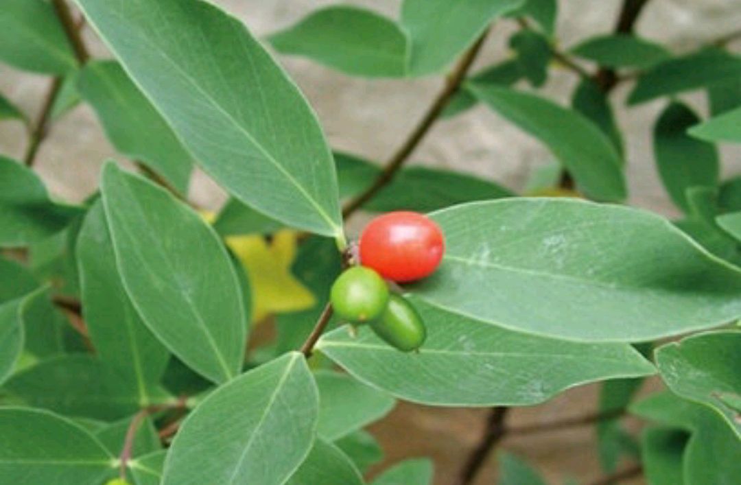 学习《中华本草》了哥王