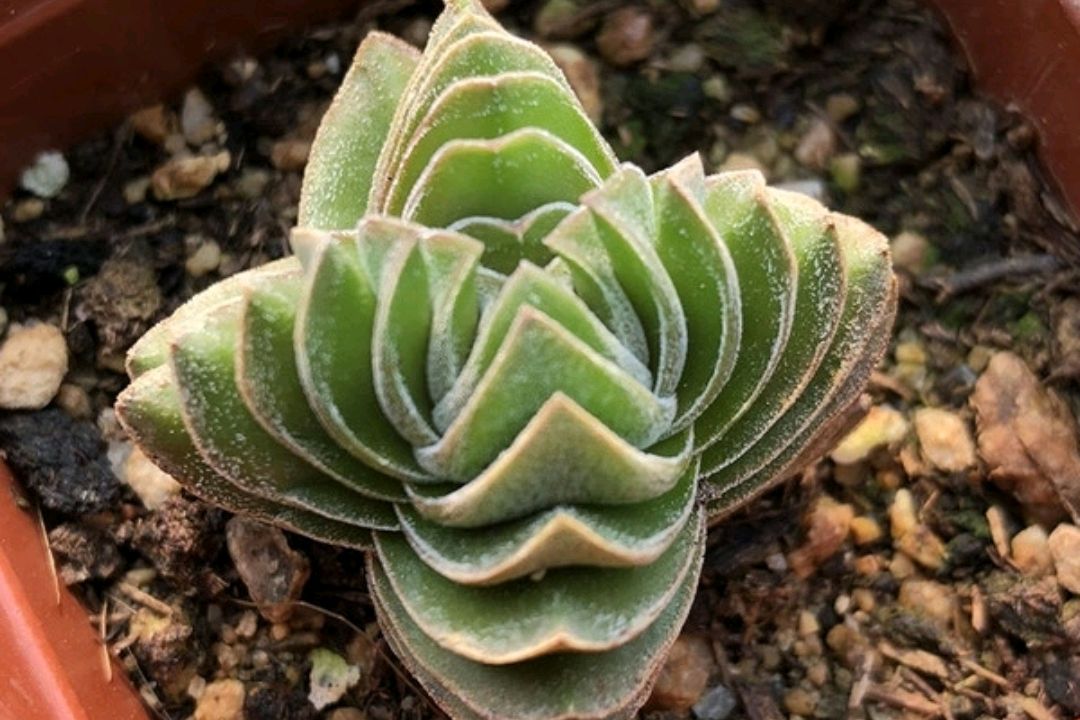 趣味多肉方塔,叶片自然堆积成塔,俯瞰还是规则的十字形