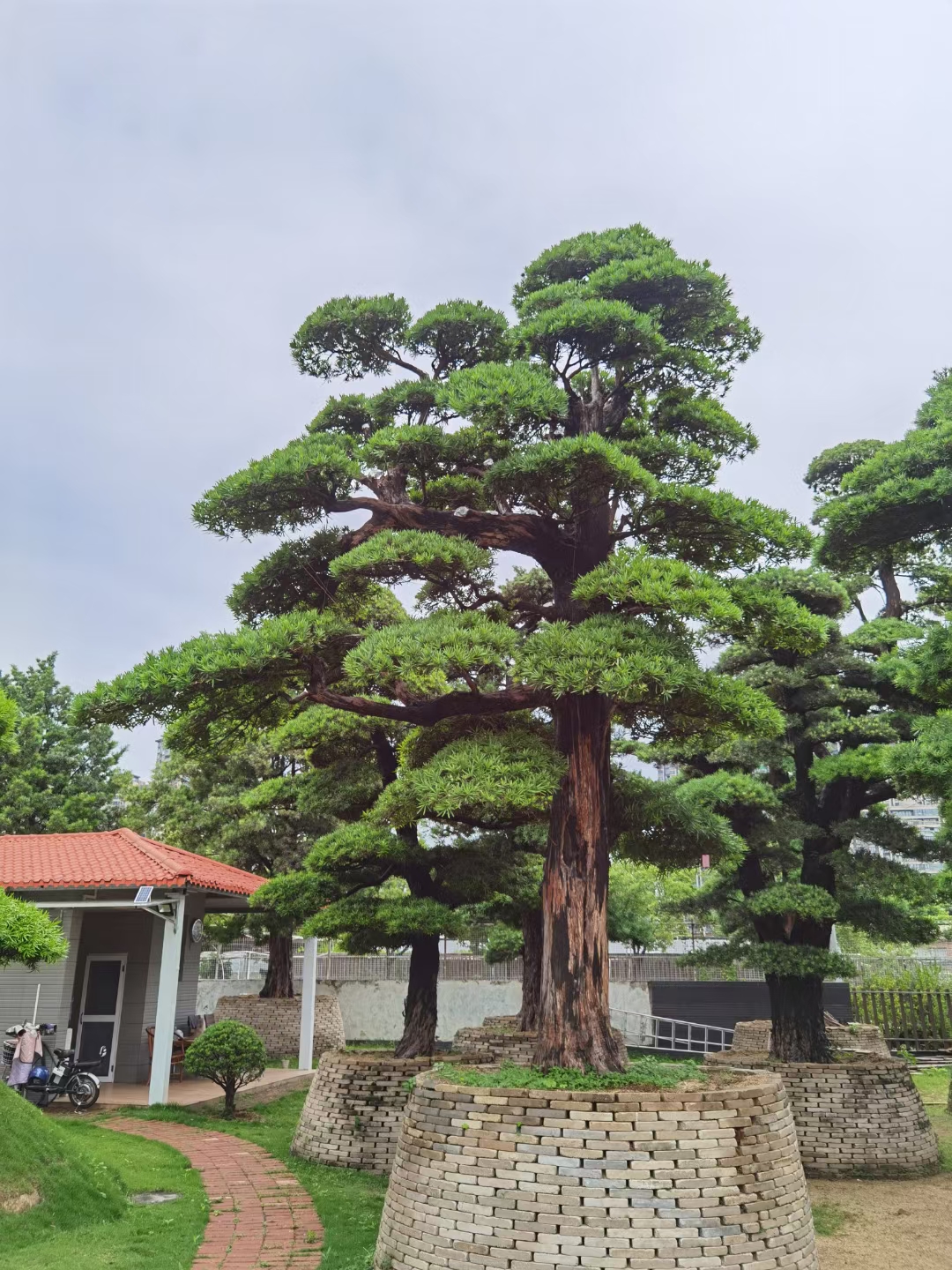 庭院罗汉松确实佳