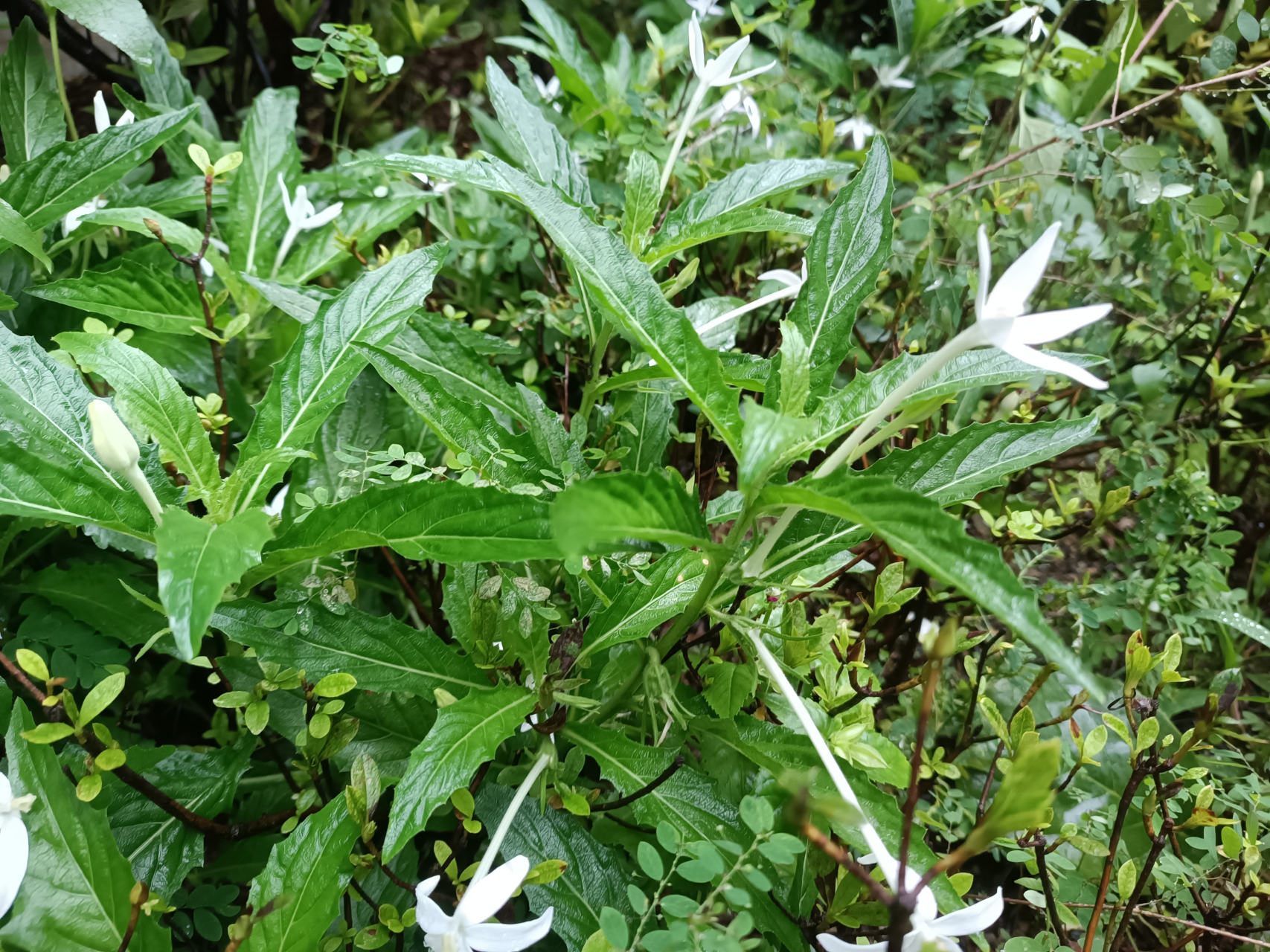 华南多毒草——麻醉草  不禁又要感叹, 华南多毒草!