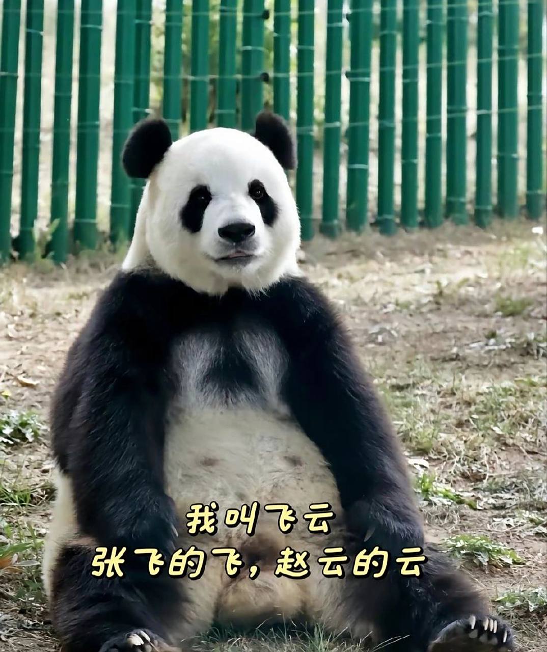 金虎:隔壁那位300斤的飞云应该是又买了通稿,现在全网都在夸她,什么长