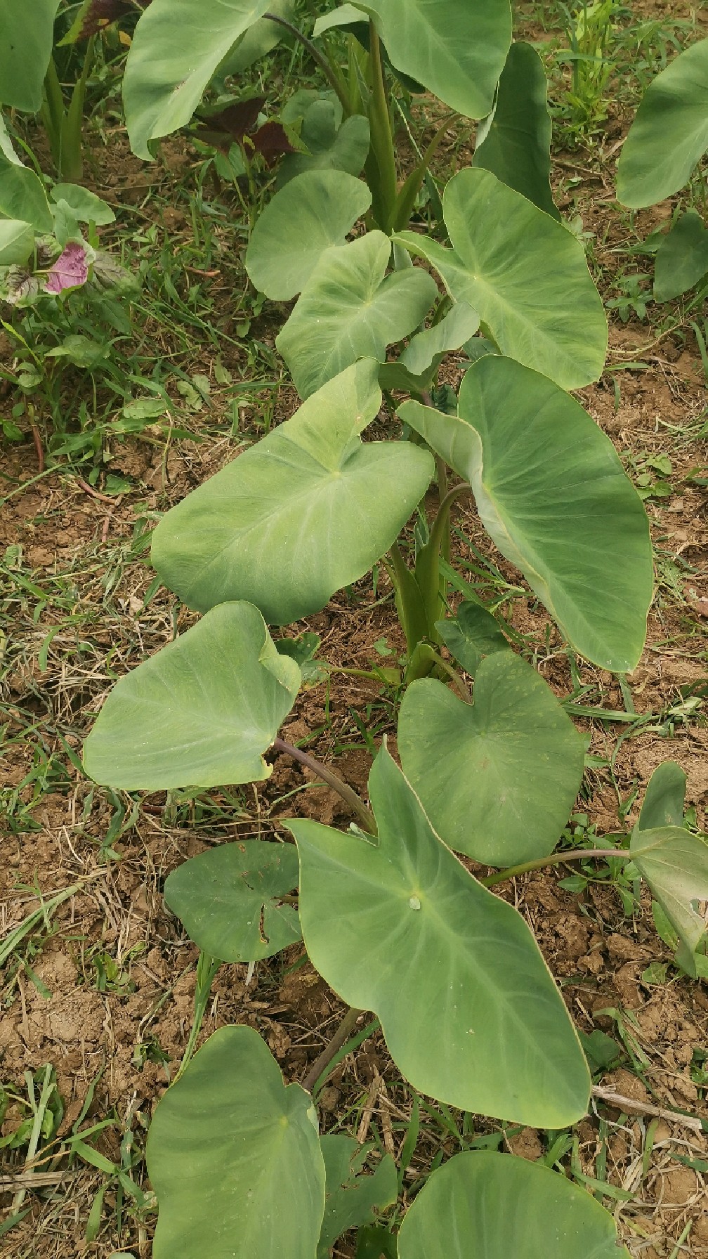 芋头杆竟是极致美味,你没见过的蔬菜