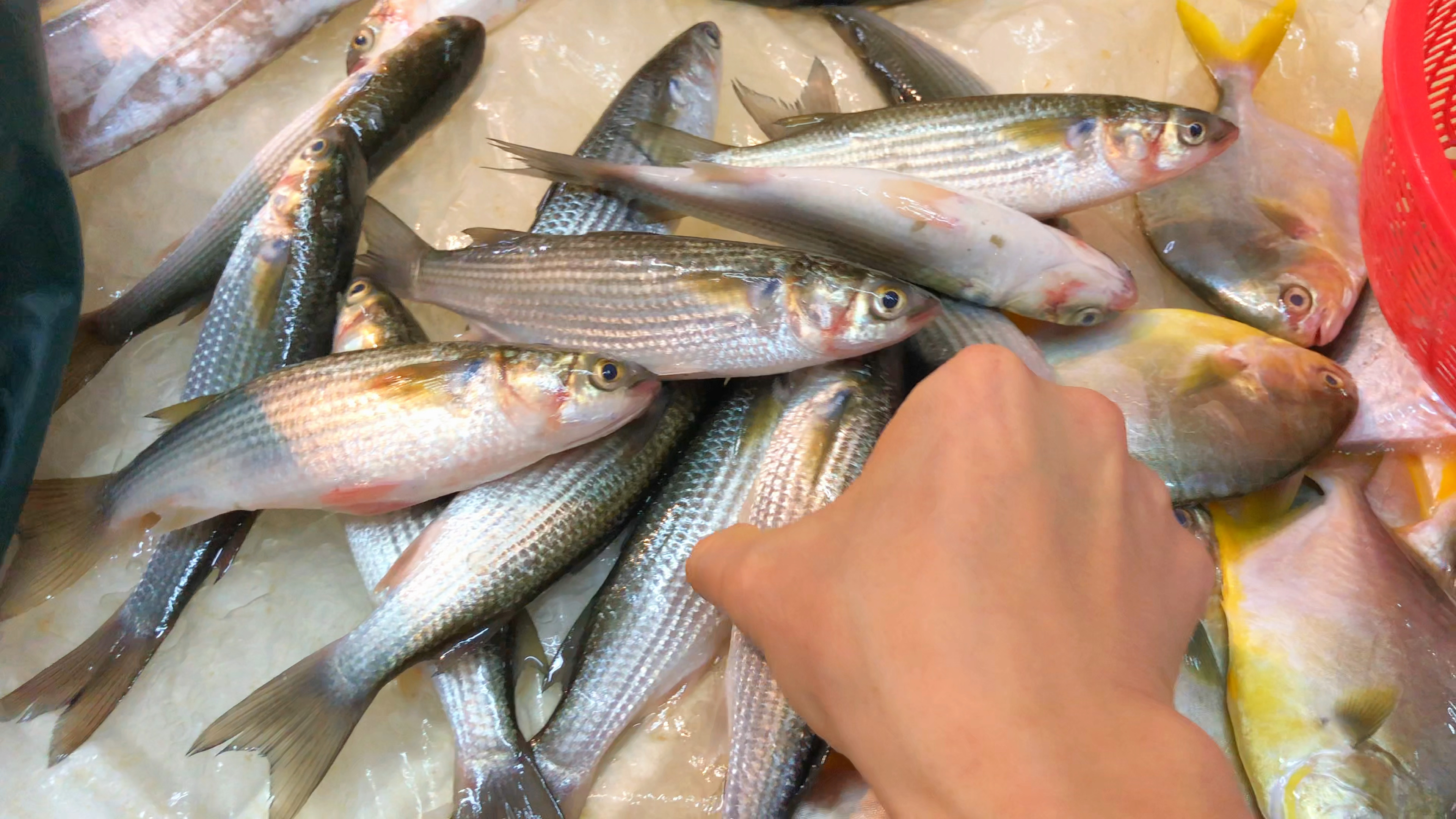 潮汕人会煮鱼在广东出名的,大厨教你尖头鱼潮汕做法,鲜嫩