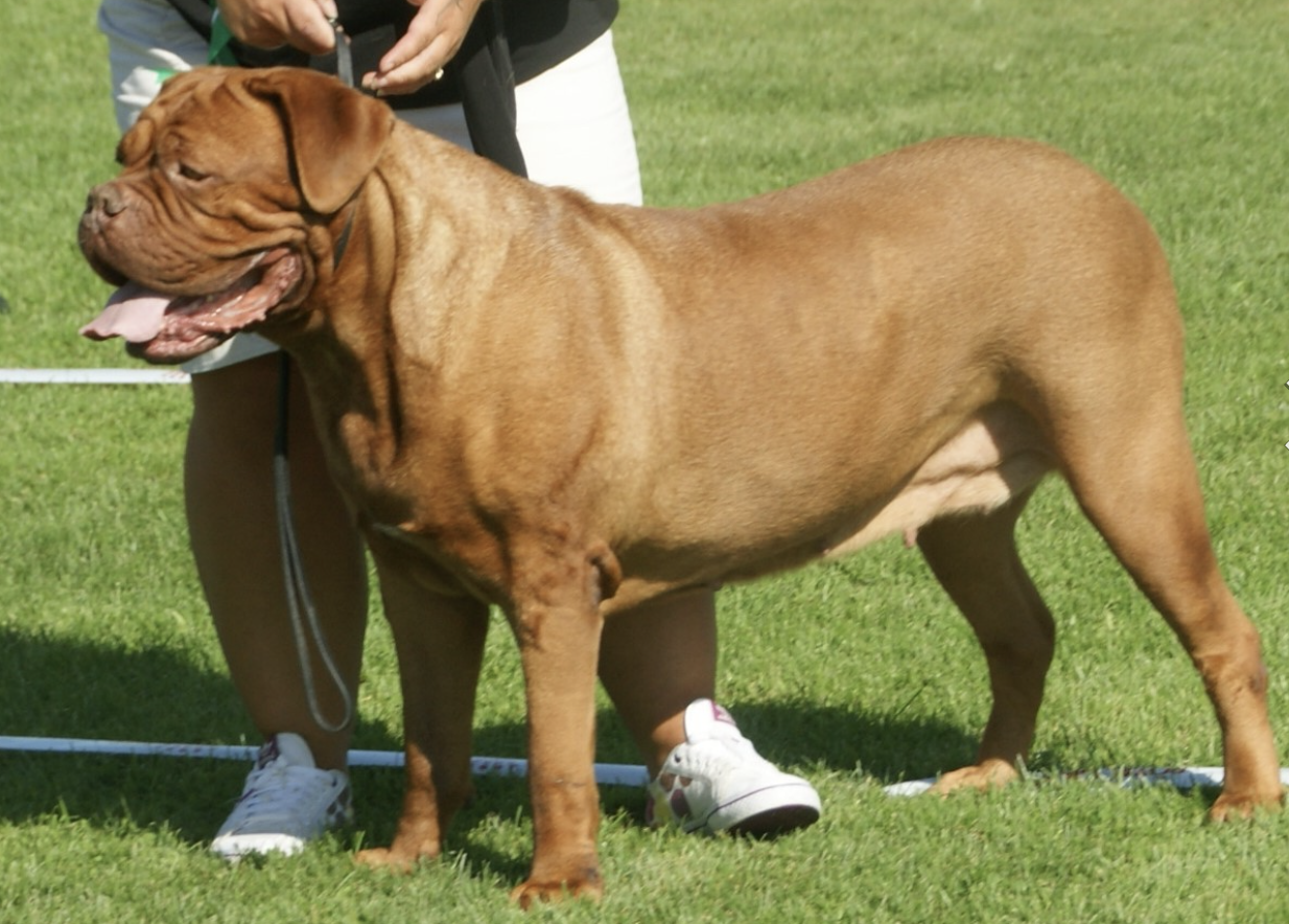 狗狗品种大全之澳洲野犬,杜高犬,杜宾犬等