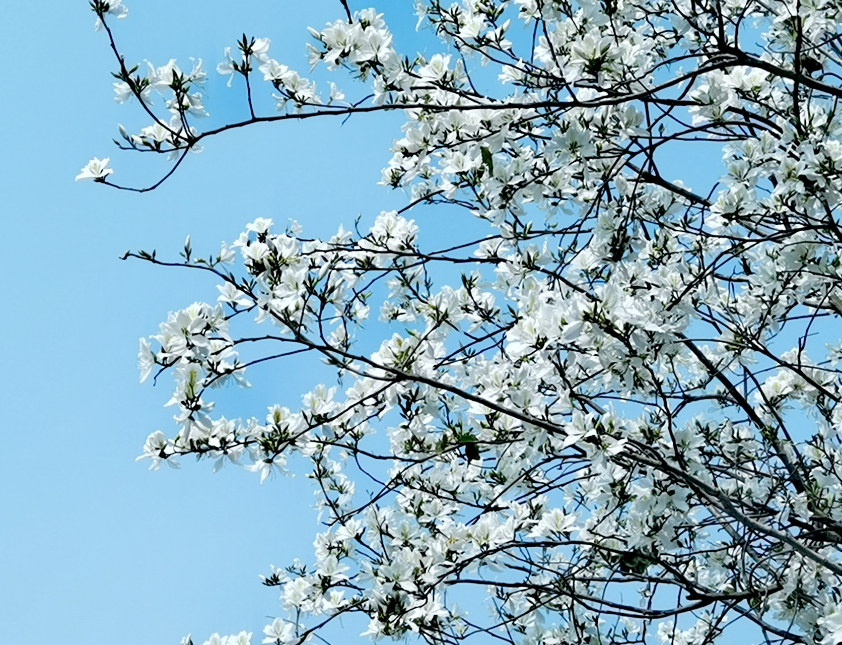 白色紫荆花居然能开成这般倾城,素素白白,清雅脱俗,更胜梨花雪.
