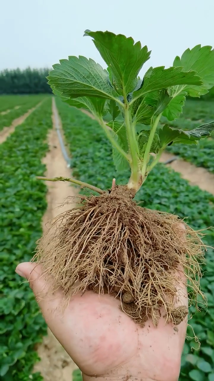 香野草莓苗植株健壮 根系发达 果肉硬度高 耐运输 早熟丰产性强-度小