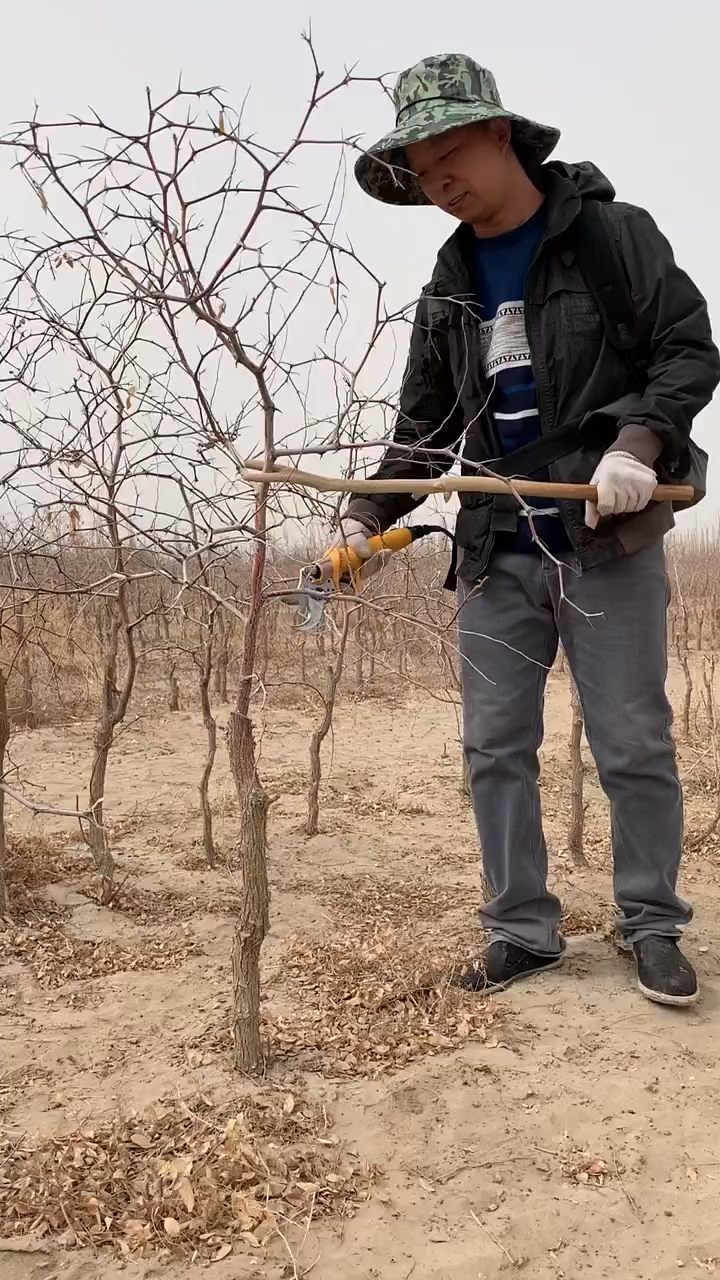 老板修剪枣树的