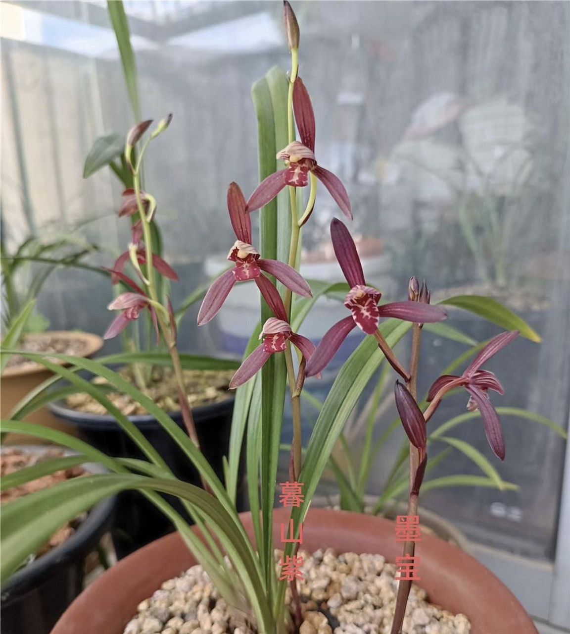 建兰墨宝和暮山紫对比图,大家认为哪个花更好看一些?#兰花