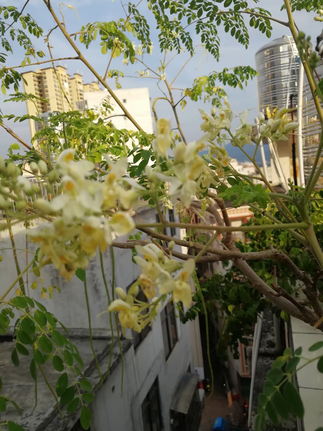 盆栽辣木已八秋开花结果第一遭;药食同源好食材护肝排毒效用高