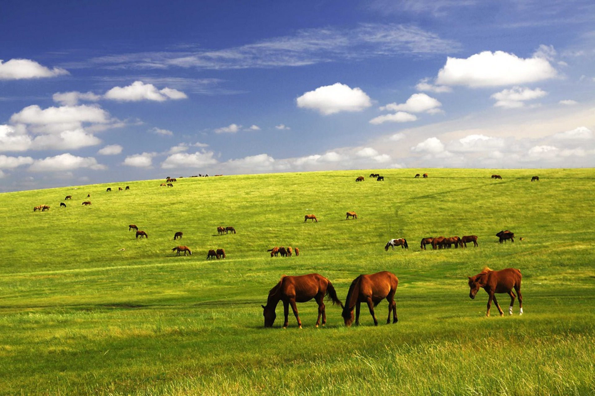 天边有一片白云,那是你洁白的衣裙,远方有一片草原,常把马儿的思念