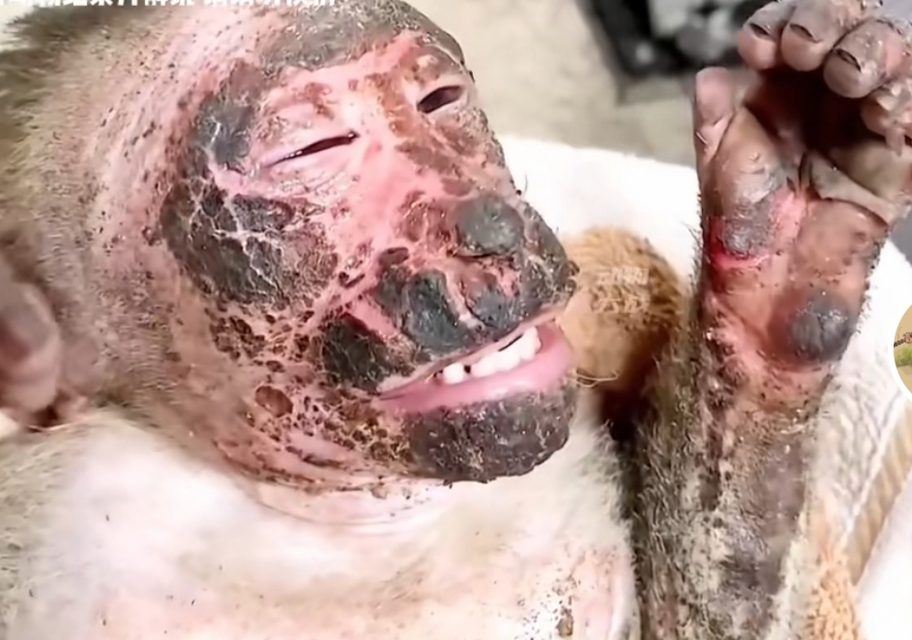 高压电有多危险啊,都把猴子变成了烤猴了!