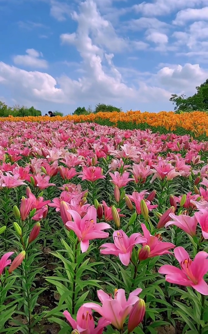 最好看的花海图片