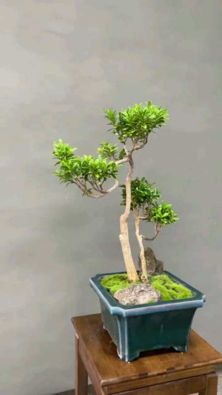 黄杨盆景,携手同行,经历风雨-度小视