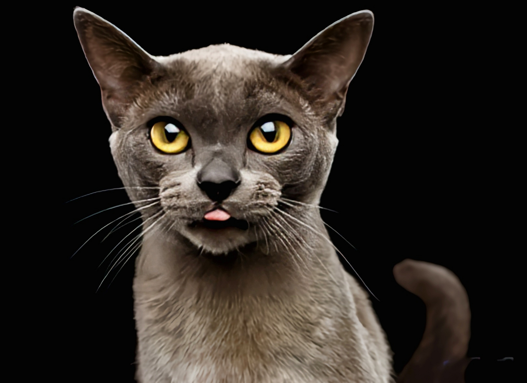每天认识一种动物——缅甸猫 缅甸猫别名巴密兹猫,黑韶猫,杂交猫科