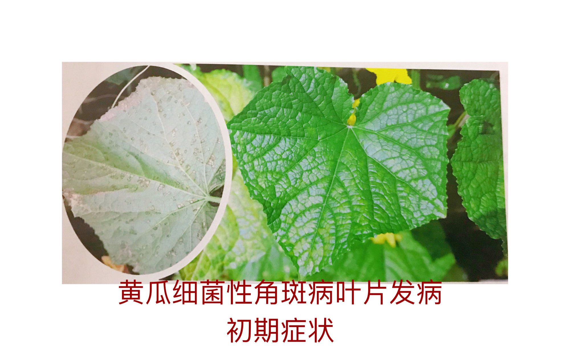 黄瓜细菌性角斑病的症状与防治方法