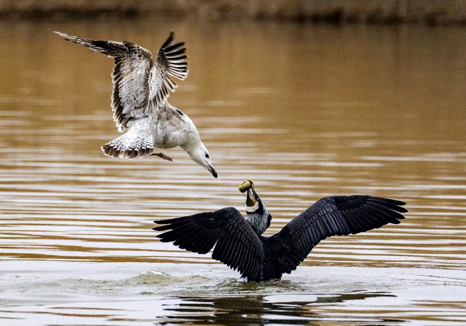 突破辽宁杠杠滴# #贯彻二十大辽宁在行动# #美好辽宁欢迎您# 鸟口夺食