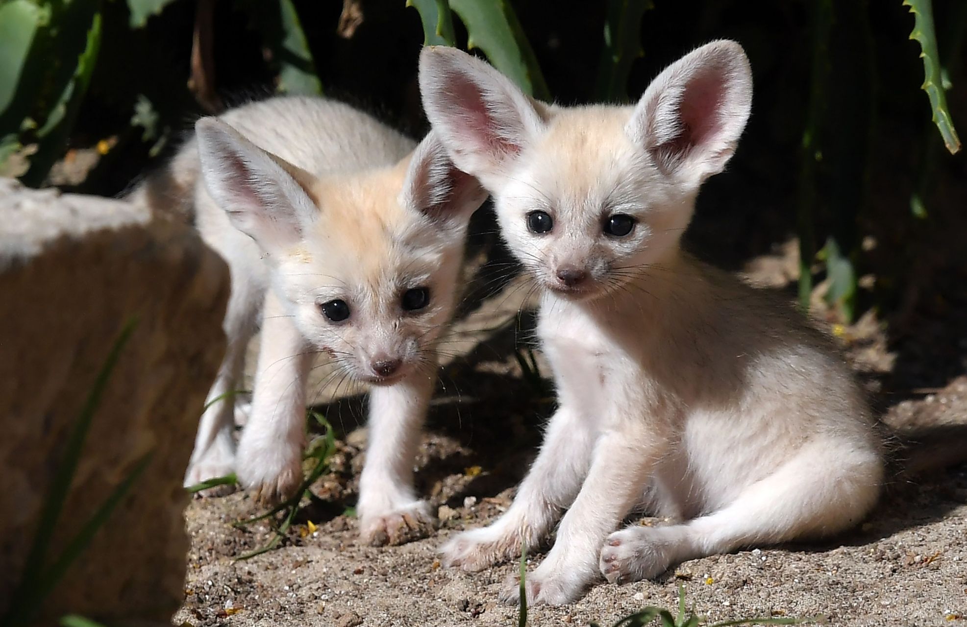 世界最可爱野生动物,大熊猫排第三】    你心目中最可爱的小动物是