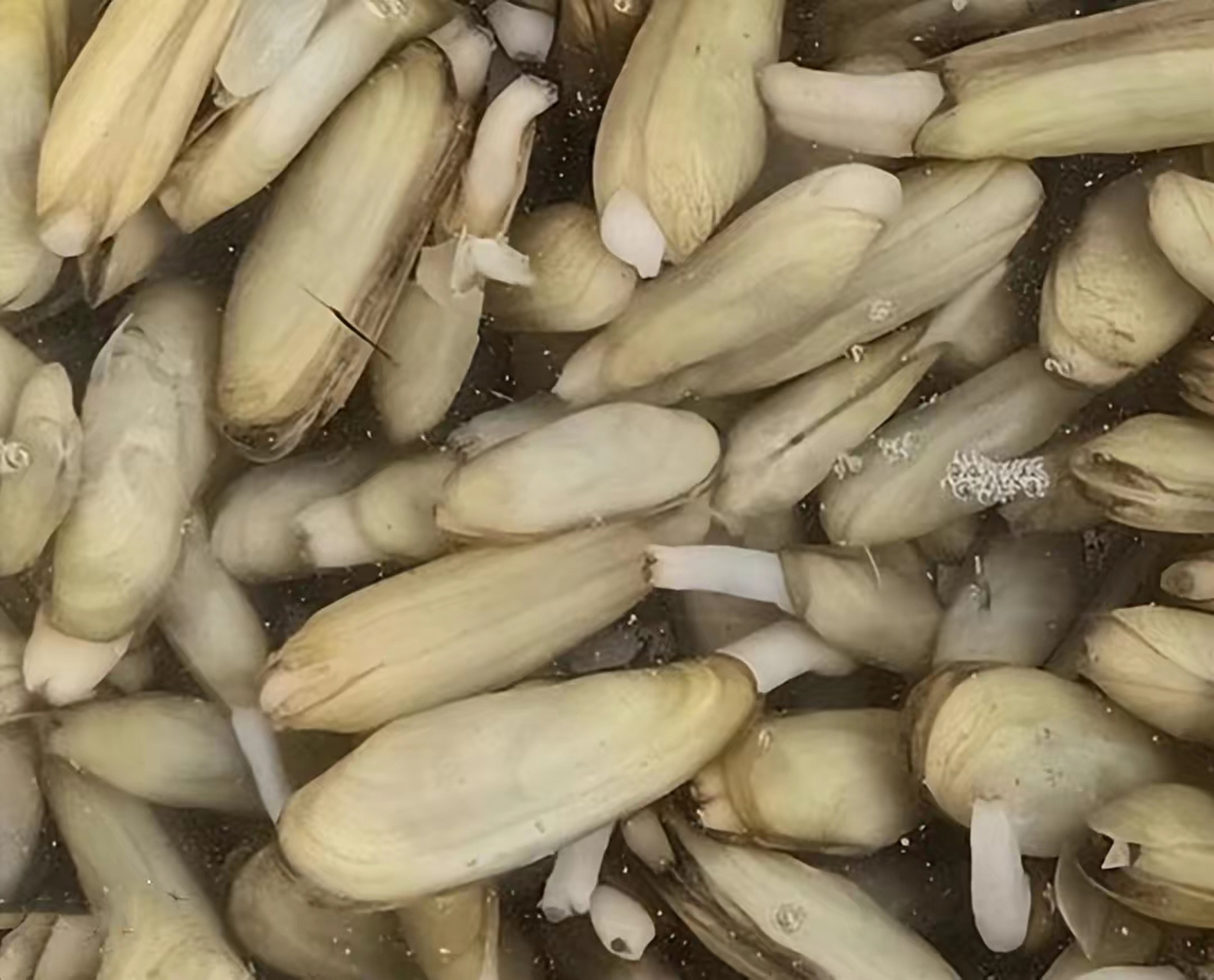 近日广西首次发现中国淡水蛏,分布区域位于横州市南乡镇南乡郁江河段.