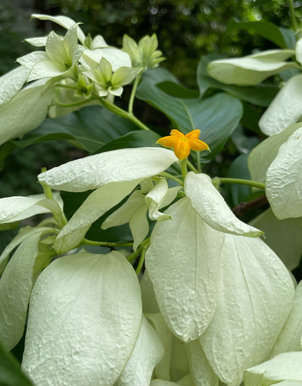 白纸扇随手拍植物," 一定要跟"越来越美"的人做朋友,因为美貌的背后