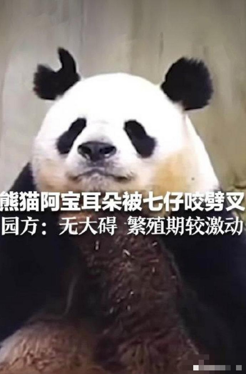 园方回应熊猫阿宝耳朵被咬成v形 "可怜又可爱!
