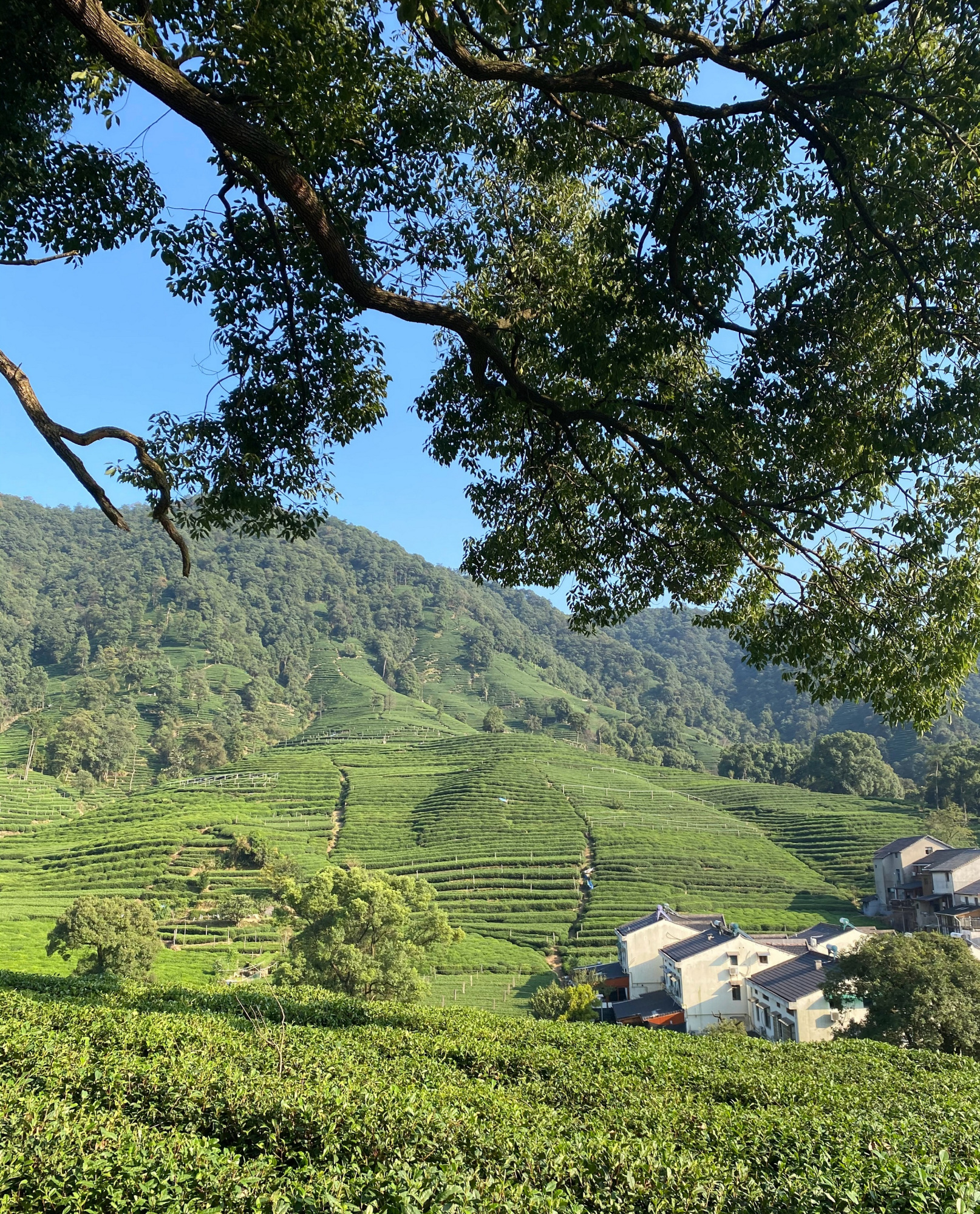 十里琅珰,十分青翠,杭州梅家坞